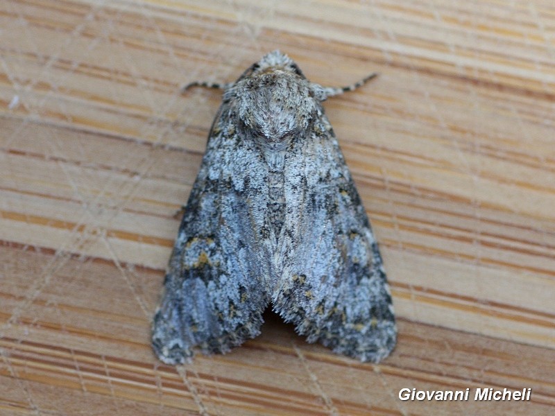 Noctuidae da ID - Hecatera dysodea